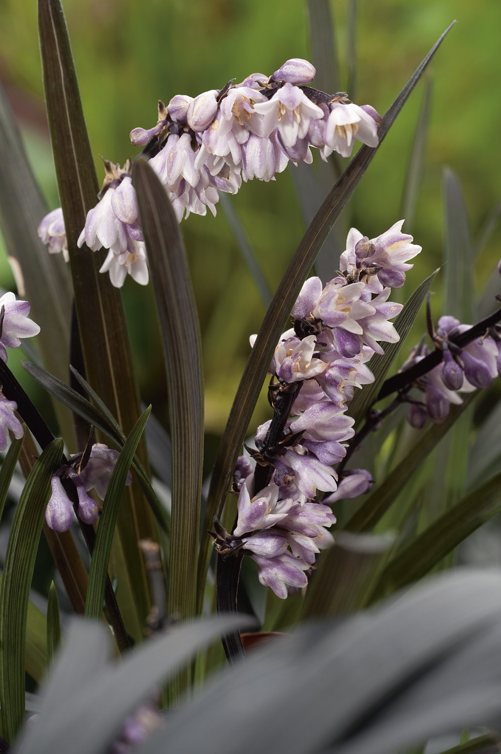 Ophiopogon planiscapus 'Nigrescens', 2L