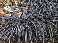 Ophiopogon planiscapus 'Nigrescens', 2L