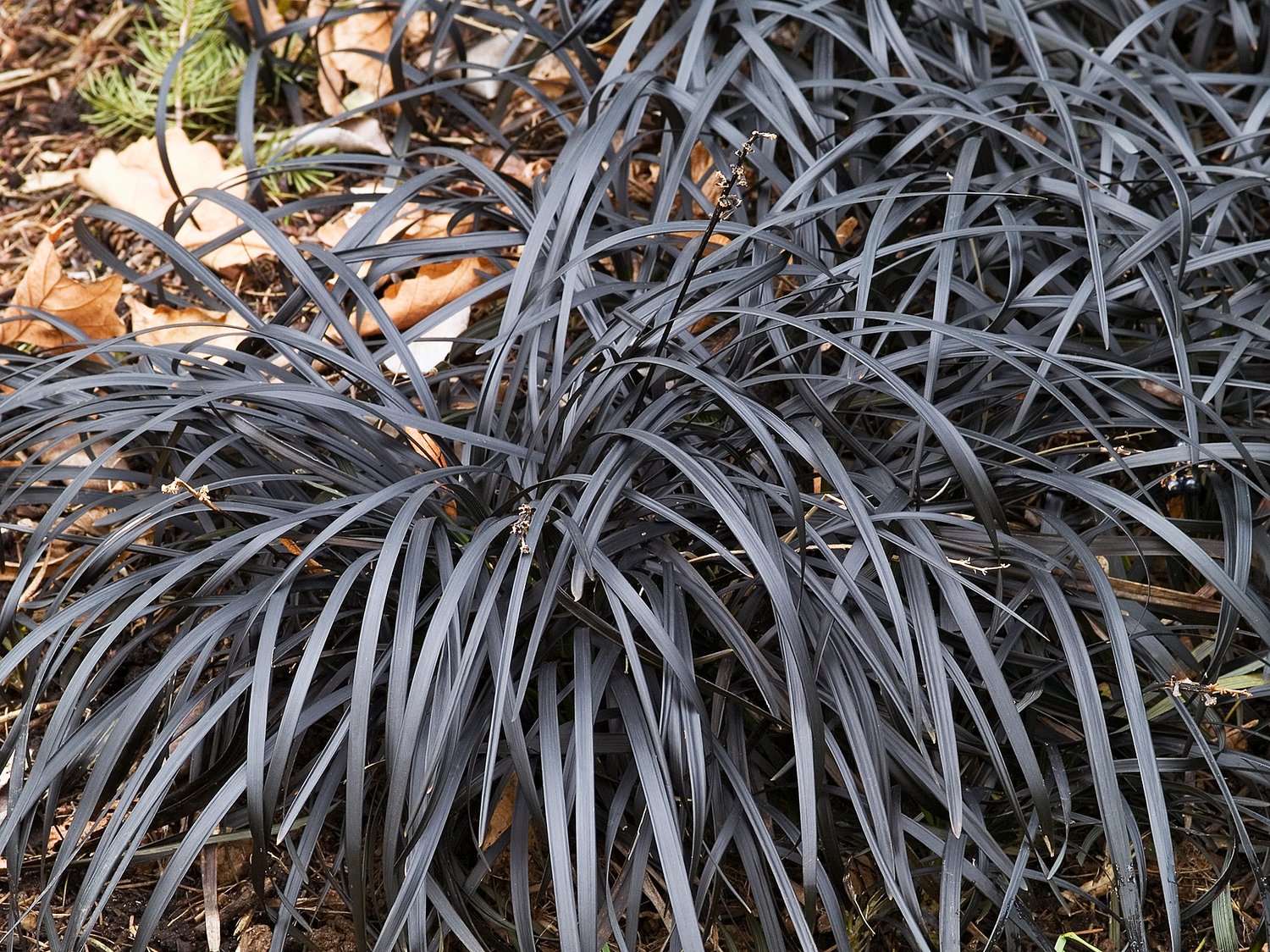 Ophiopogon planiscapus 'Nigrescens', 2L