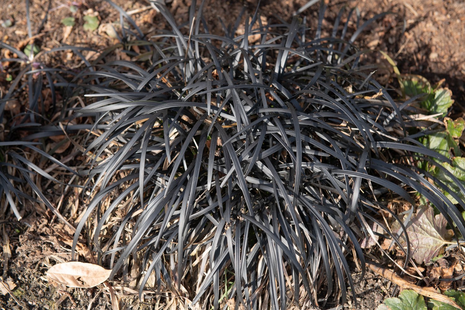 Ophiopogon planiscapus 'Nigrescens', 2L