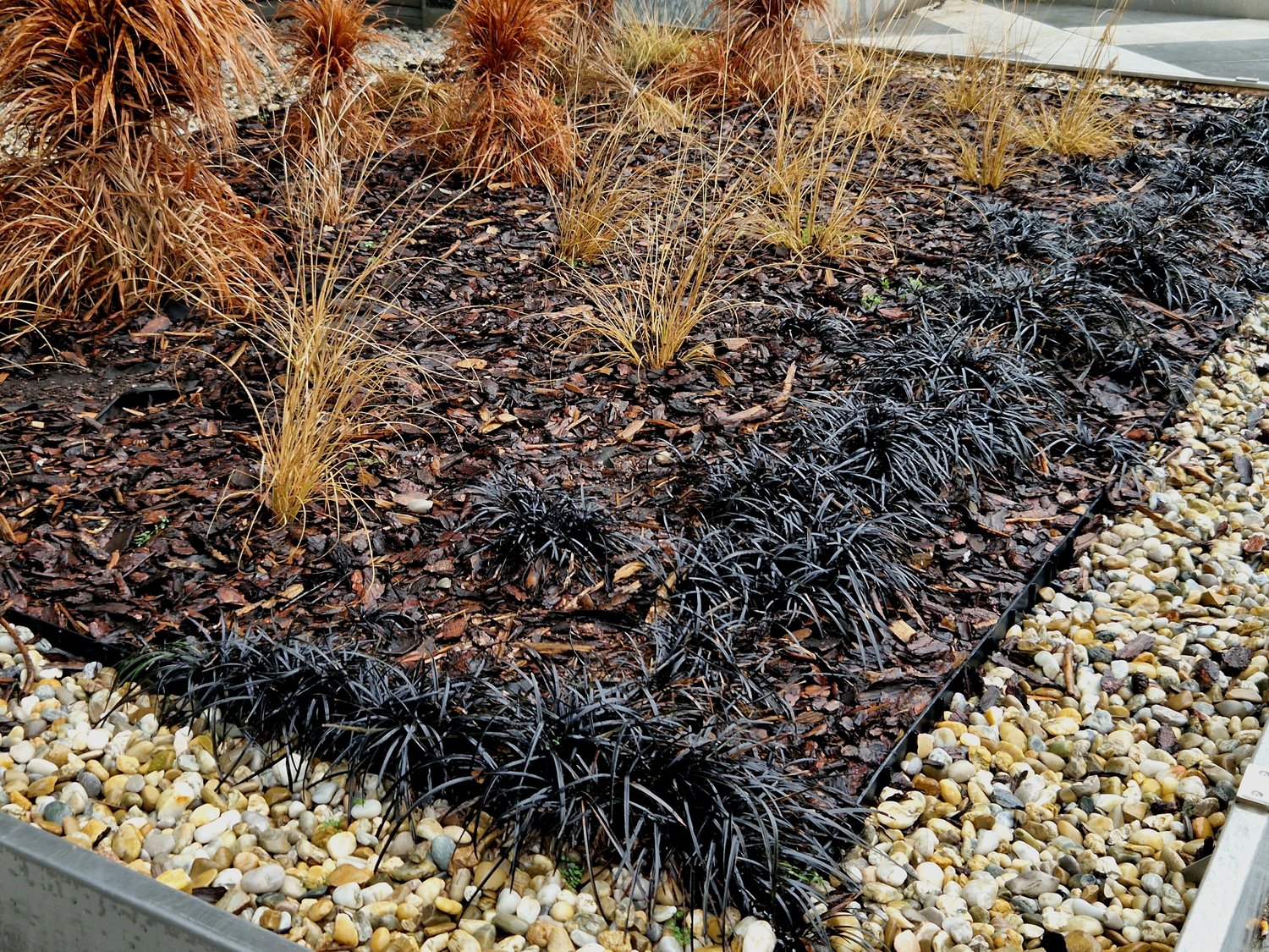 Ophiopogon planiscapus 'Nigrescens', 2L