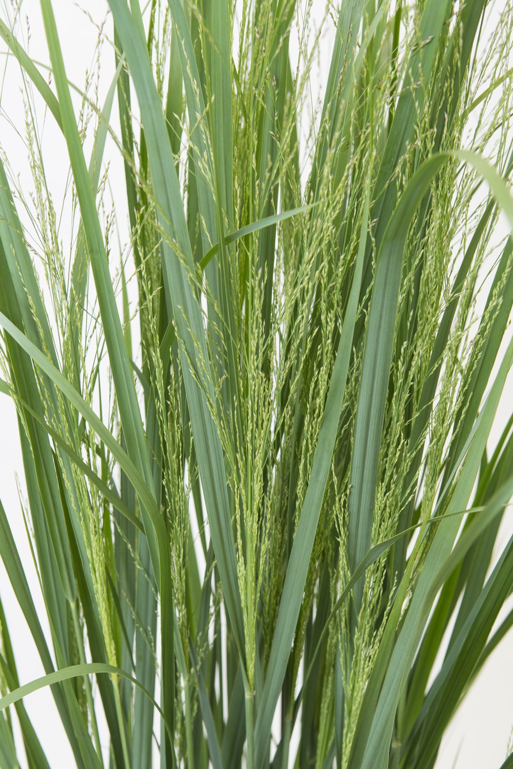Panicum virgatum 'Northwind', 2L