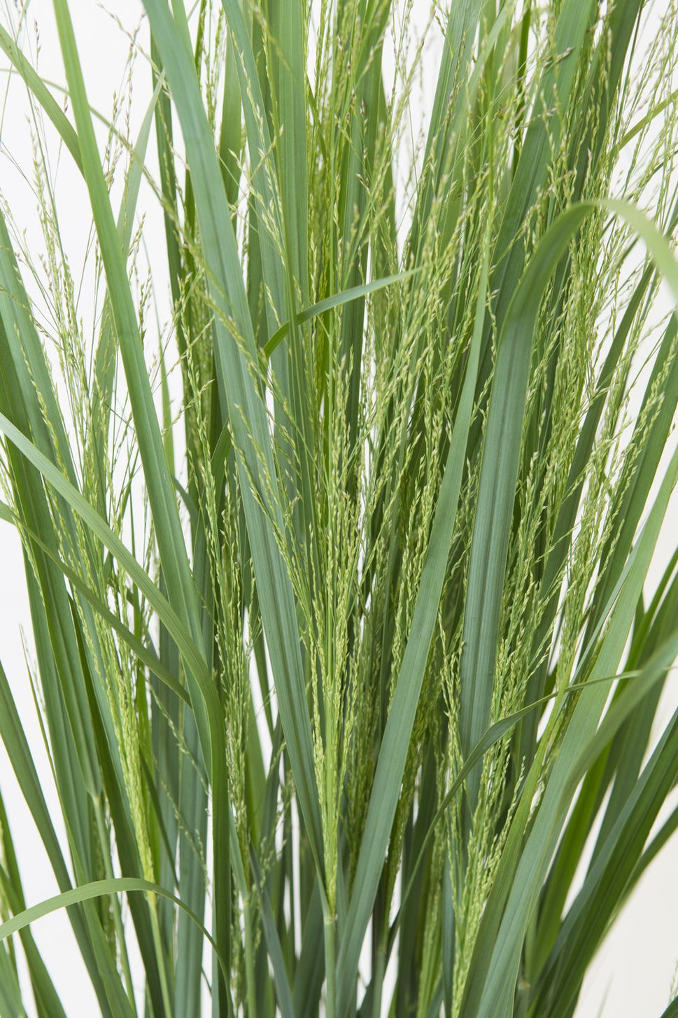 Panicum virgatum 'Northwind', 2L