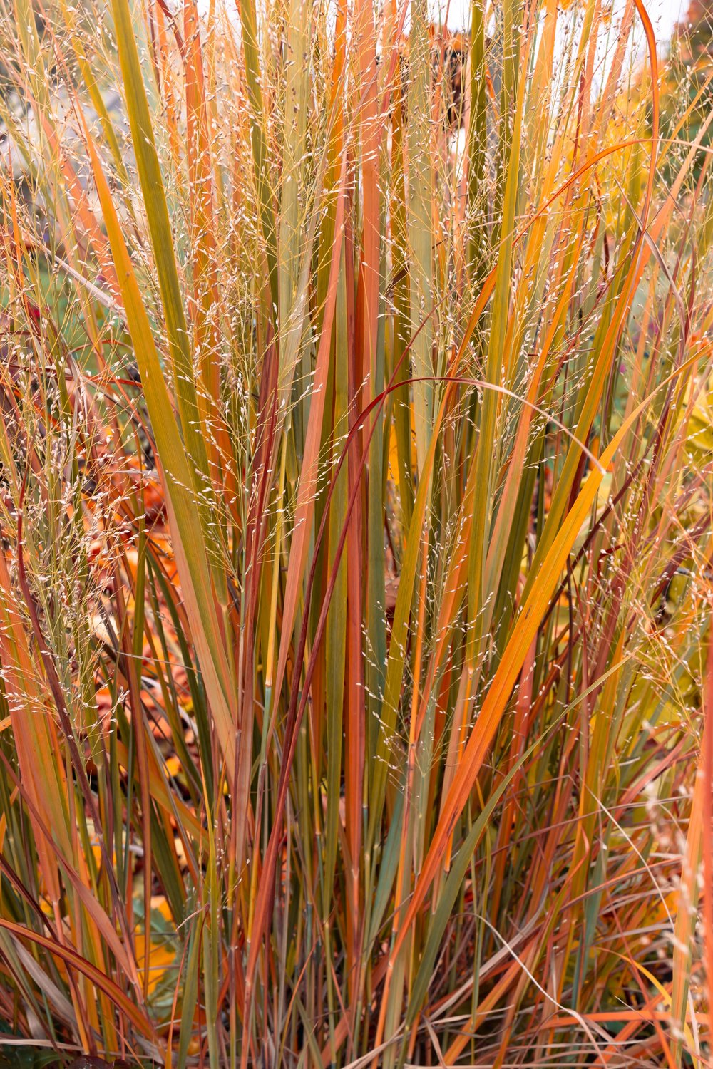 Panicum virgatum 'Northwind', 2L
