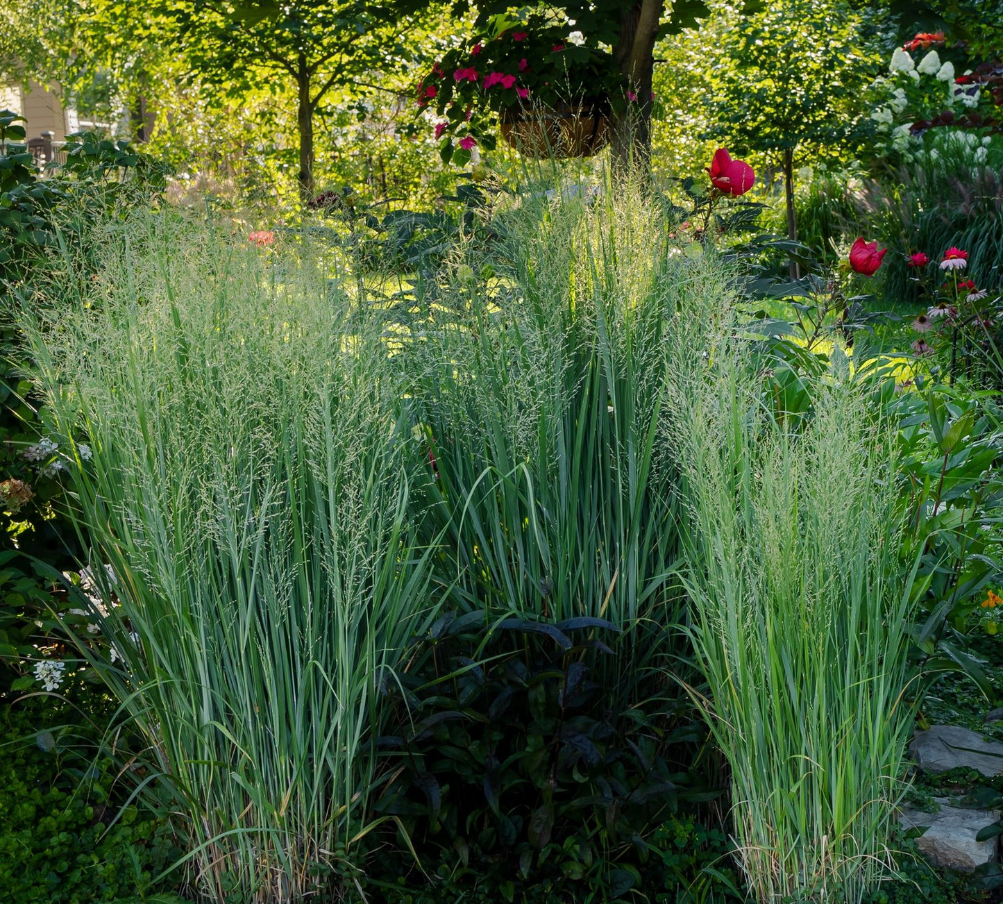 Panicum virgatum 'Northwind', 2L