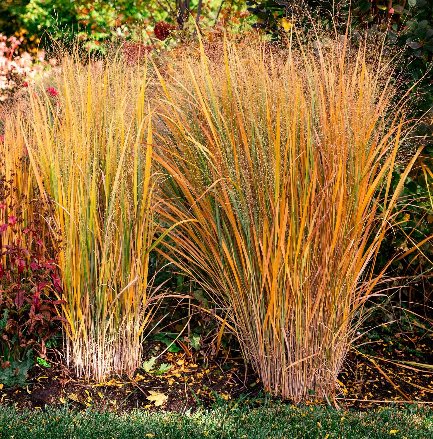 Panicum virgatum 'Northwind', 2L