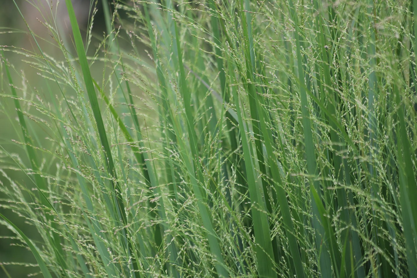 Panicum virgatum 'Northwind', 2L