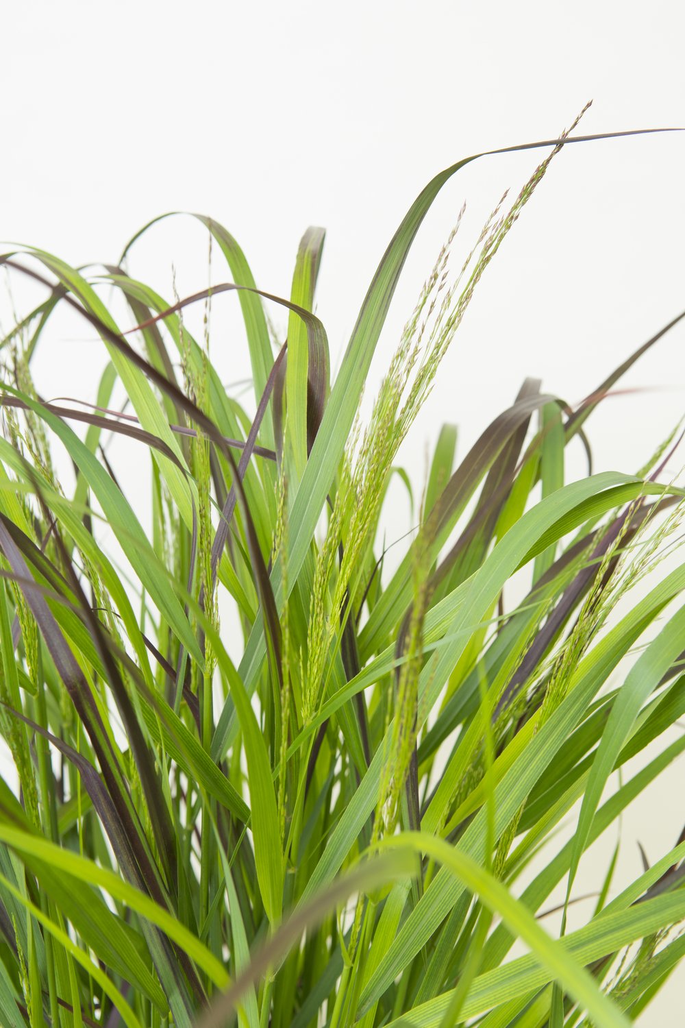 Panicum virgatum 'Squaw', 2L