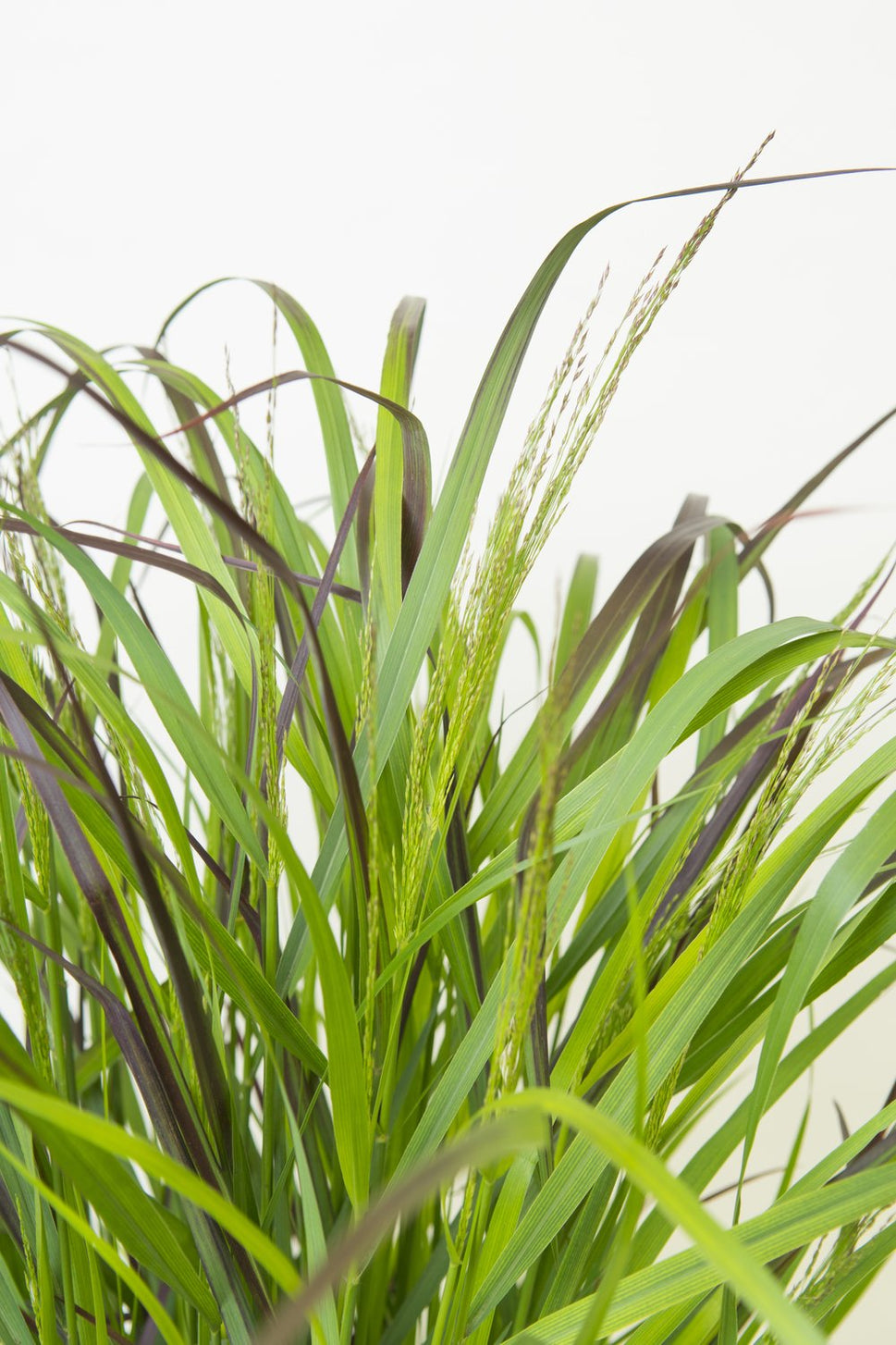 Panicum virgatum 'Squaw', 2L
