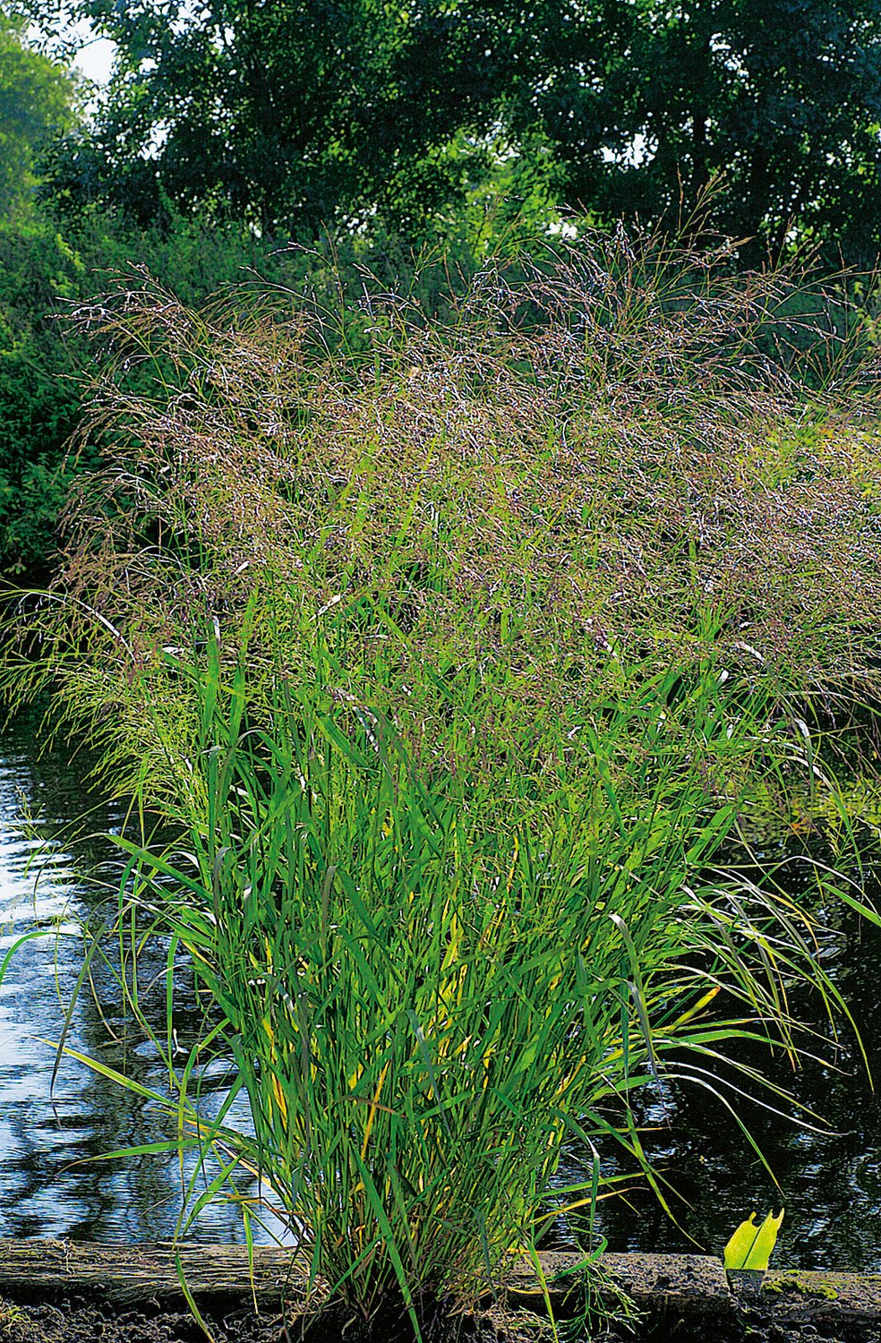 Panicum virgatum 'Squaw', 2L