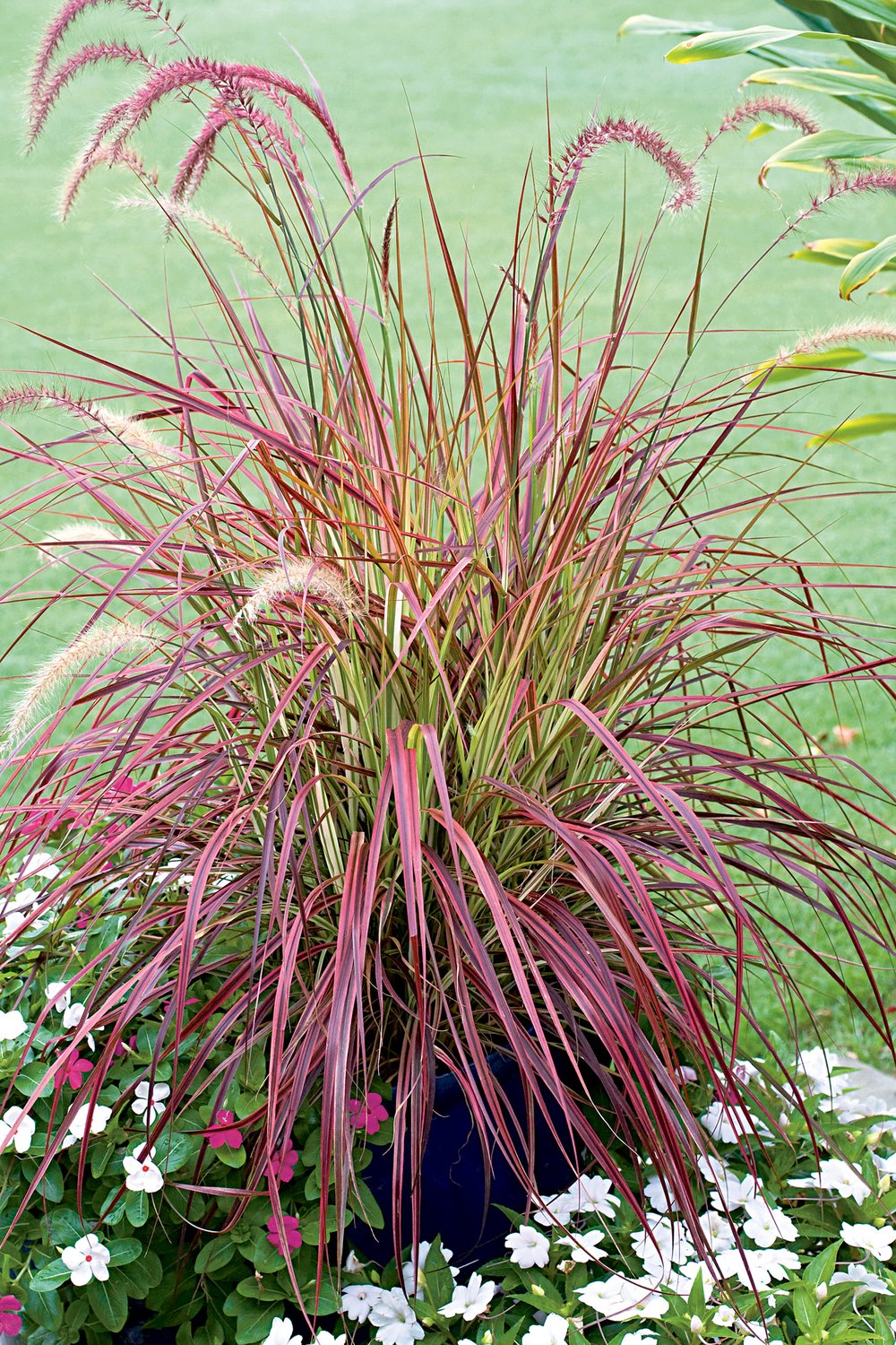 Pennisetum advena 'Fireworks', 2L
