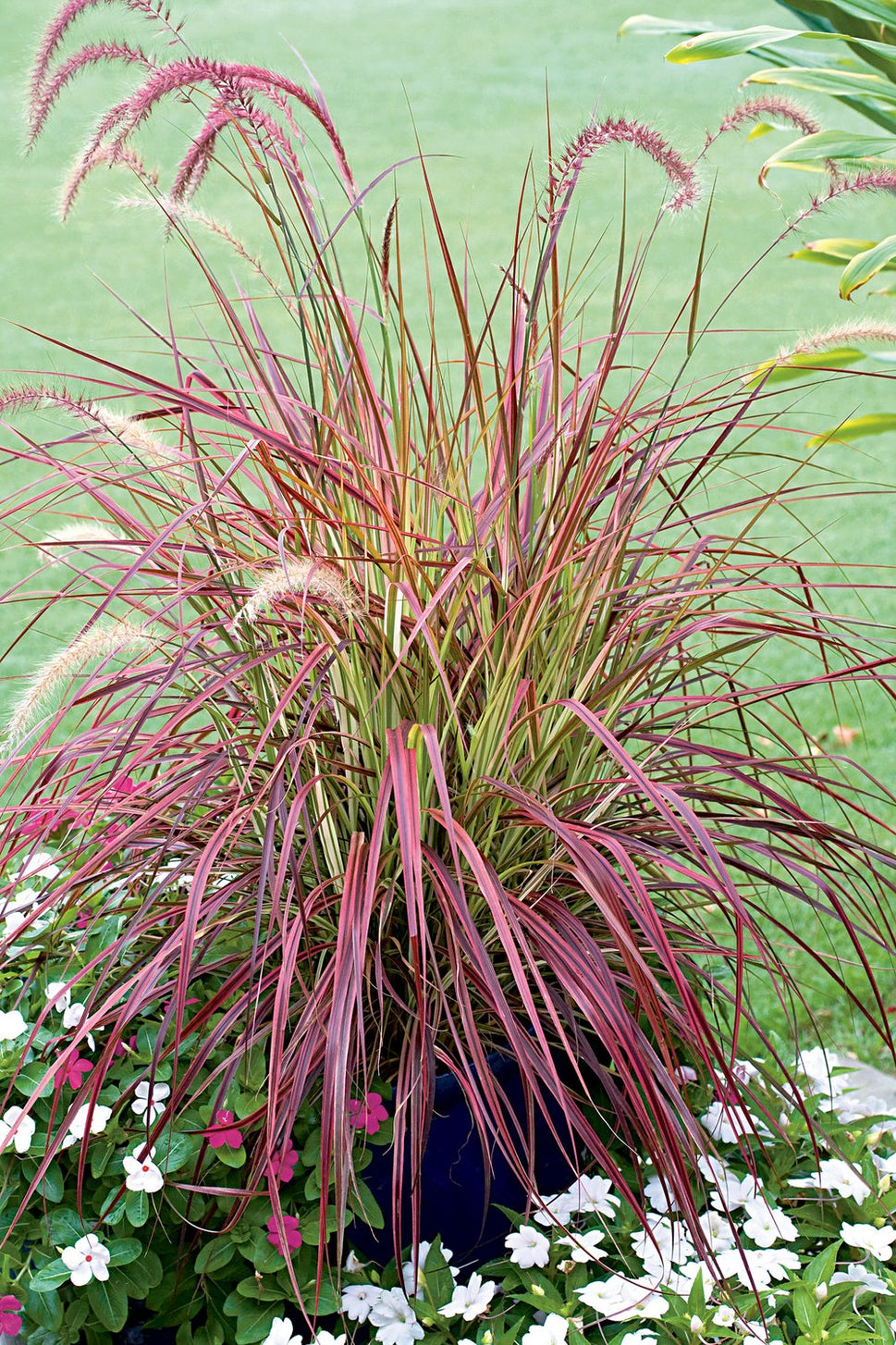 Pennisetum advena 'Fireworks', 2L