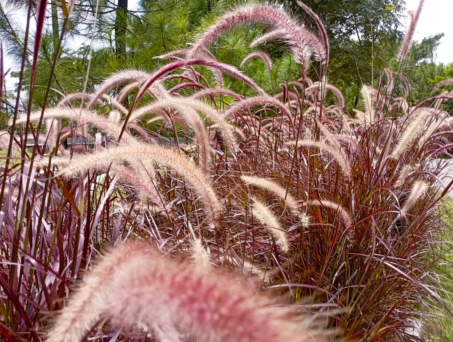 Pennisetum advena 'Fireworks', 2L