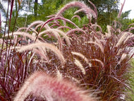 Pennisetum advena 'Fireworks', 2L