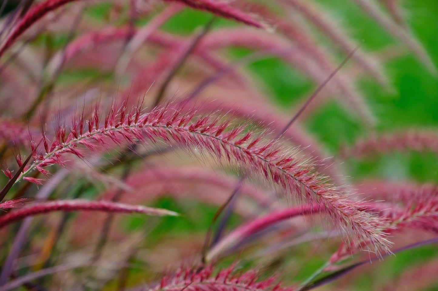 Pennisetum advena 'Fireworks', 2L