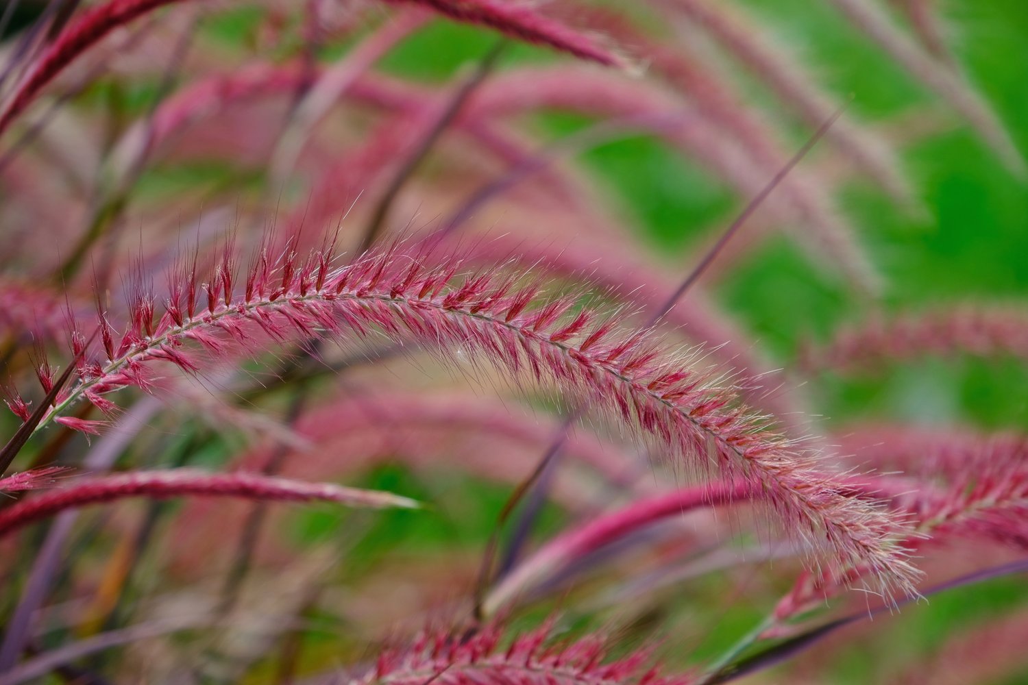Pennisetum advena 'Fireworks', 2L