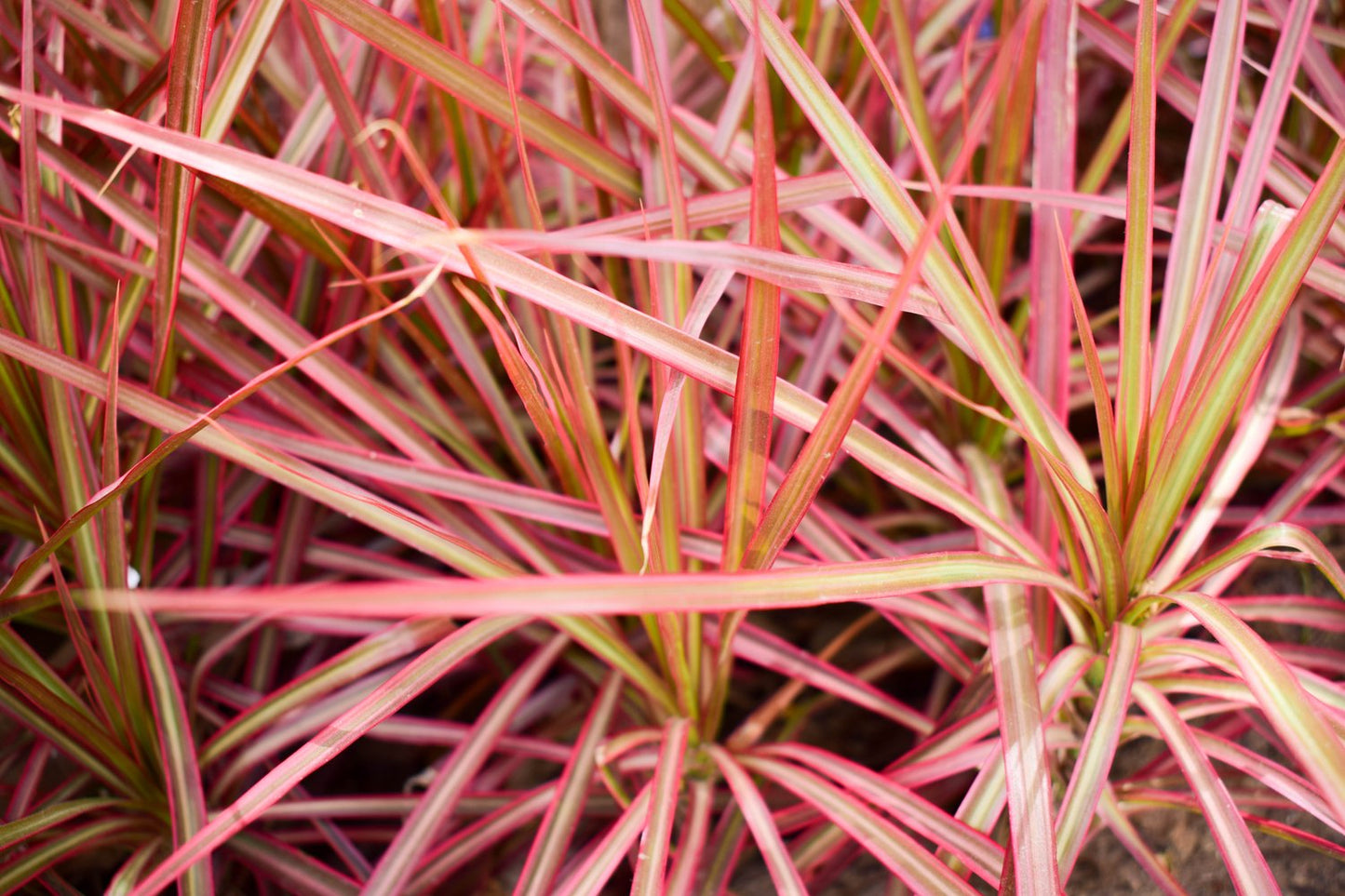 Pennisetum advena 'Fireworks', 2L