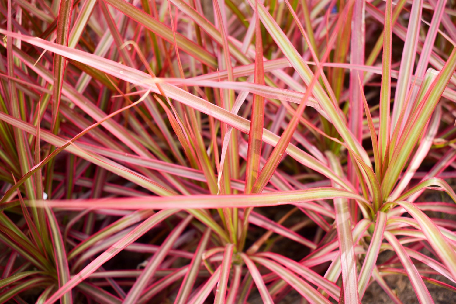 Pennisetum advena 'Fireworks', 2L