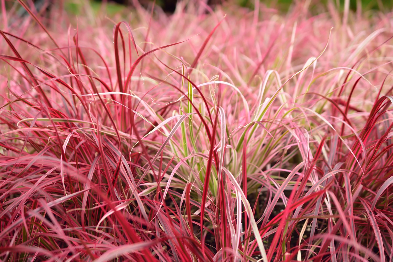 Pennisetum advena 'Fireworks', 2L