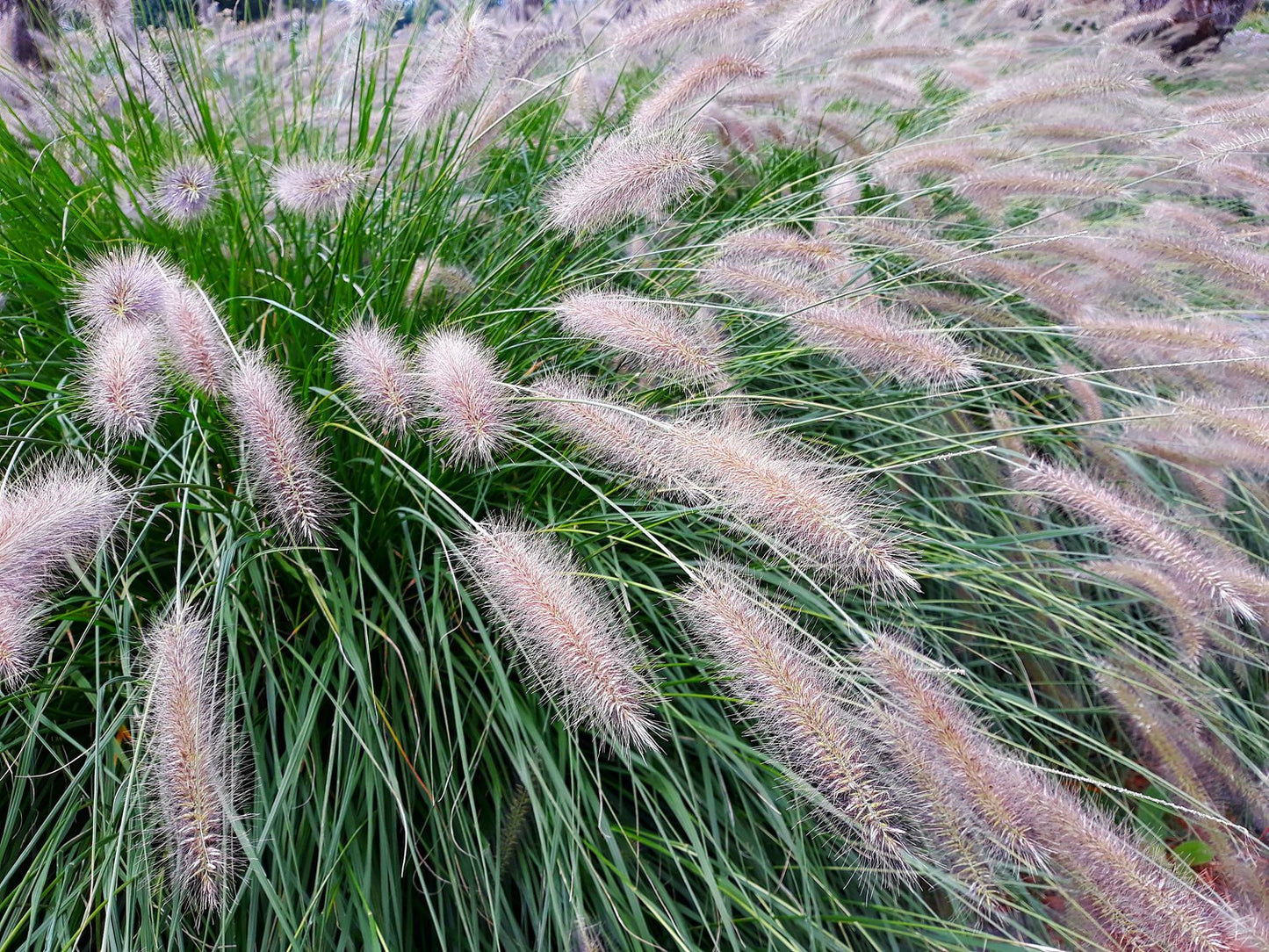 Pennisetum alopecuroides 'Hameln', 2L