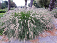 Pennisetum alopecuroides 'Hameln', 2L