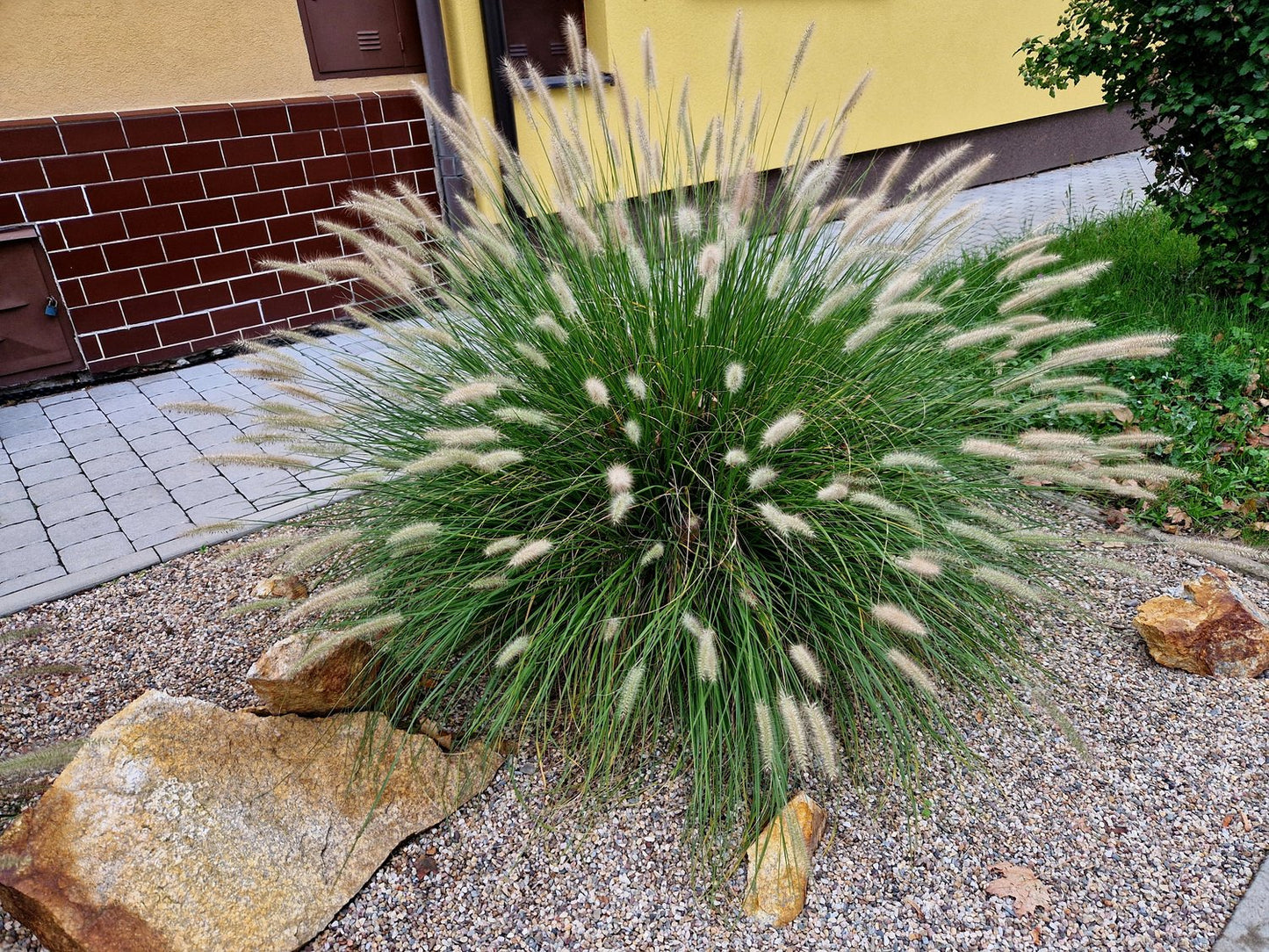 Pennisetum alopecuroides 'Hameln', 2L