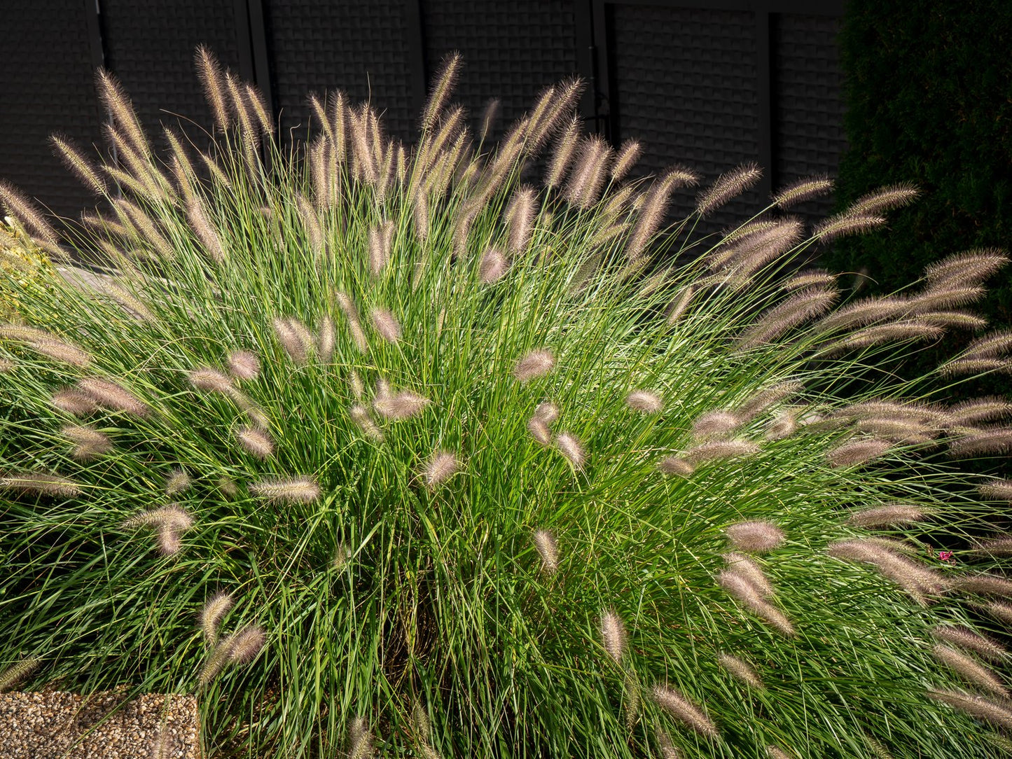 Pennisetum alopecuroides 'Hameln', 2L