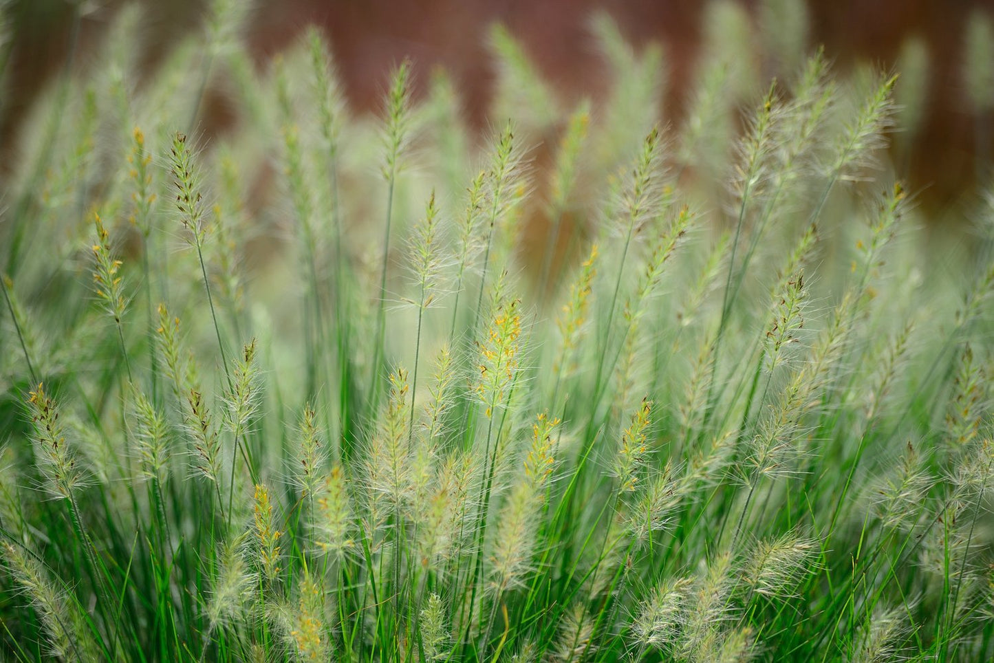 Pennisetum alopecuroides 'Little Bunny', 2L