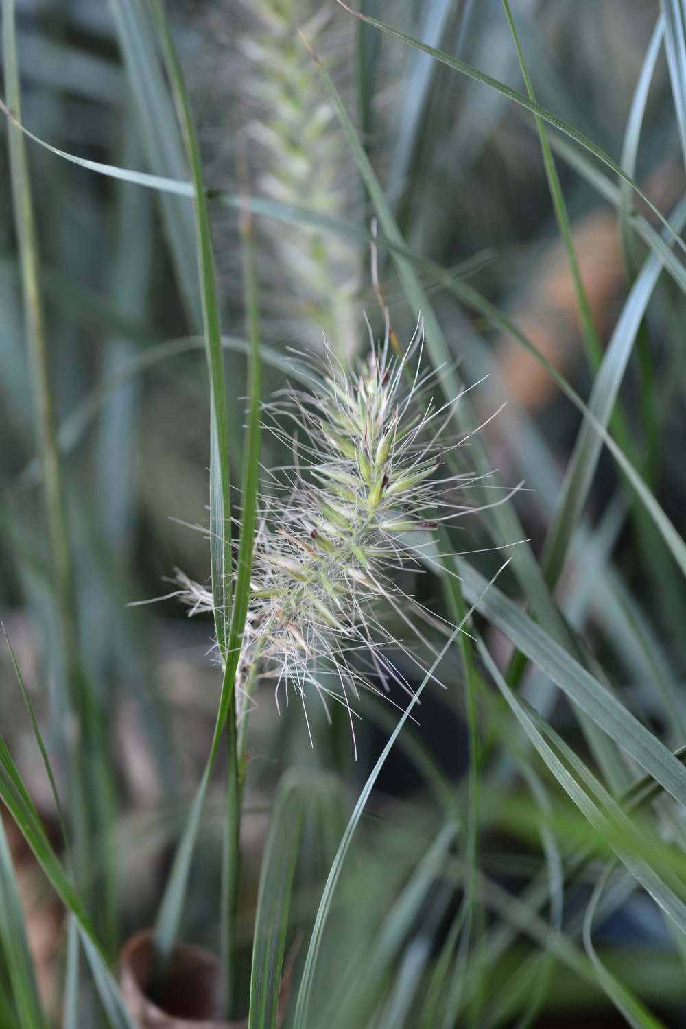Pennisetum alopecuroides 'Little Bunny', 2L