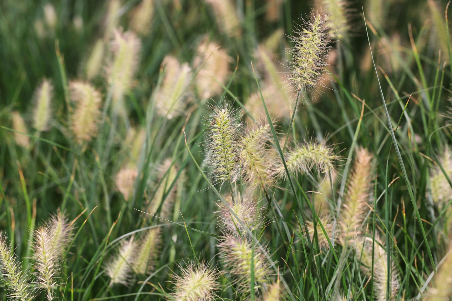 Pennisetum alopecuroides 'Little Bunny', 2L