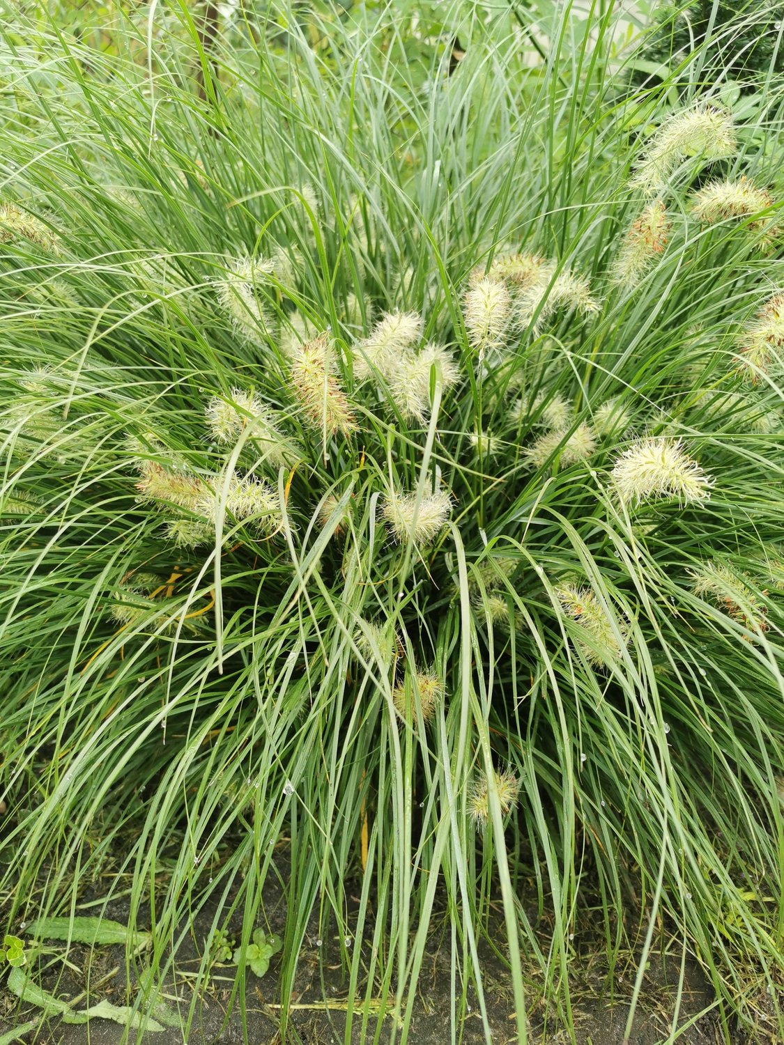 Pennisetum alopecuroides 'Little Bunny', 2L