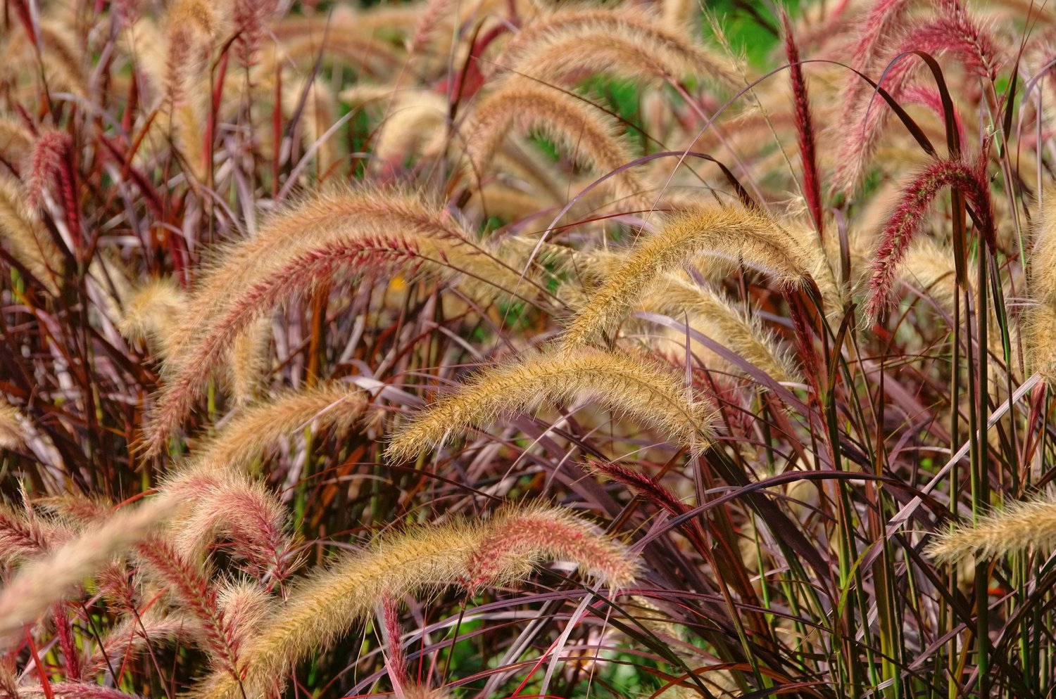 Pennisetum setaceum 'Rubrum', 2L