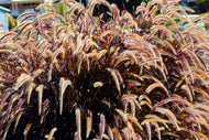 Pennisetum setaceum 'Rubrum', 2L