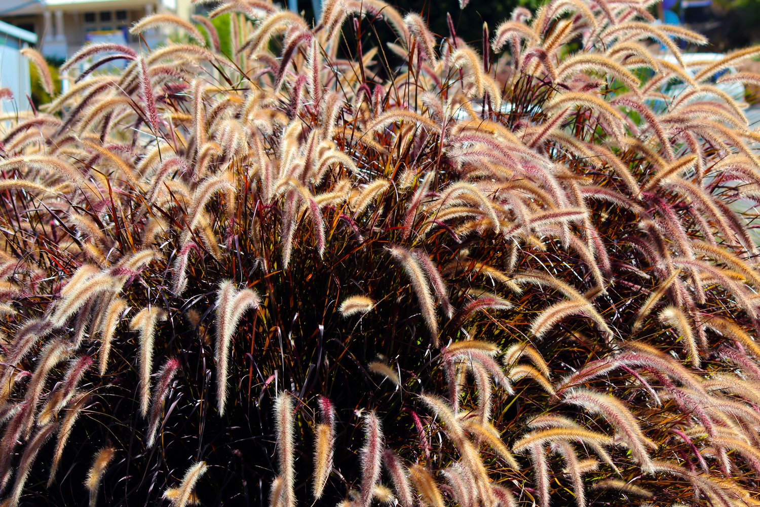 Pennisetum setaceum 'Rubrum', 2L
