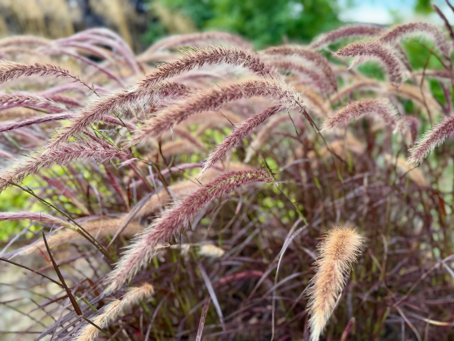 Pennisetum setaceum 'Rubrum', 2L