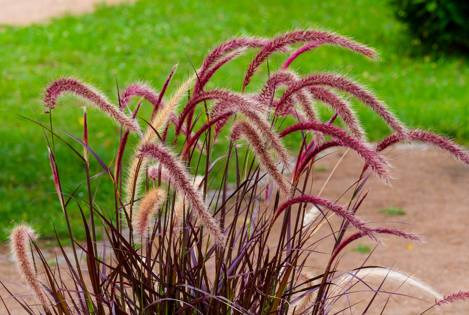 Pennisetum setaceum 'Rubrum', 2L