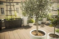 Olea europaea, stam, 95/105 cm