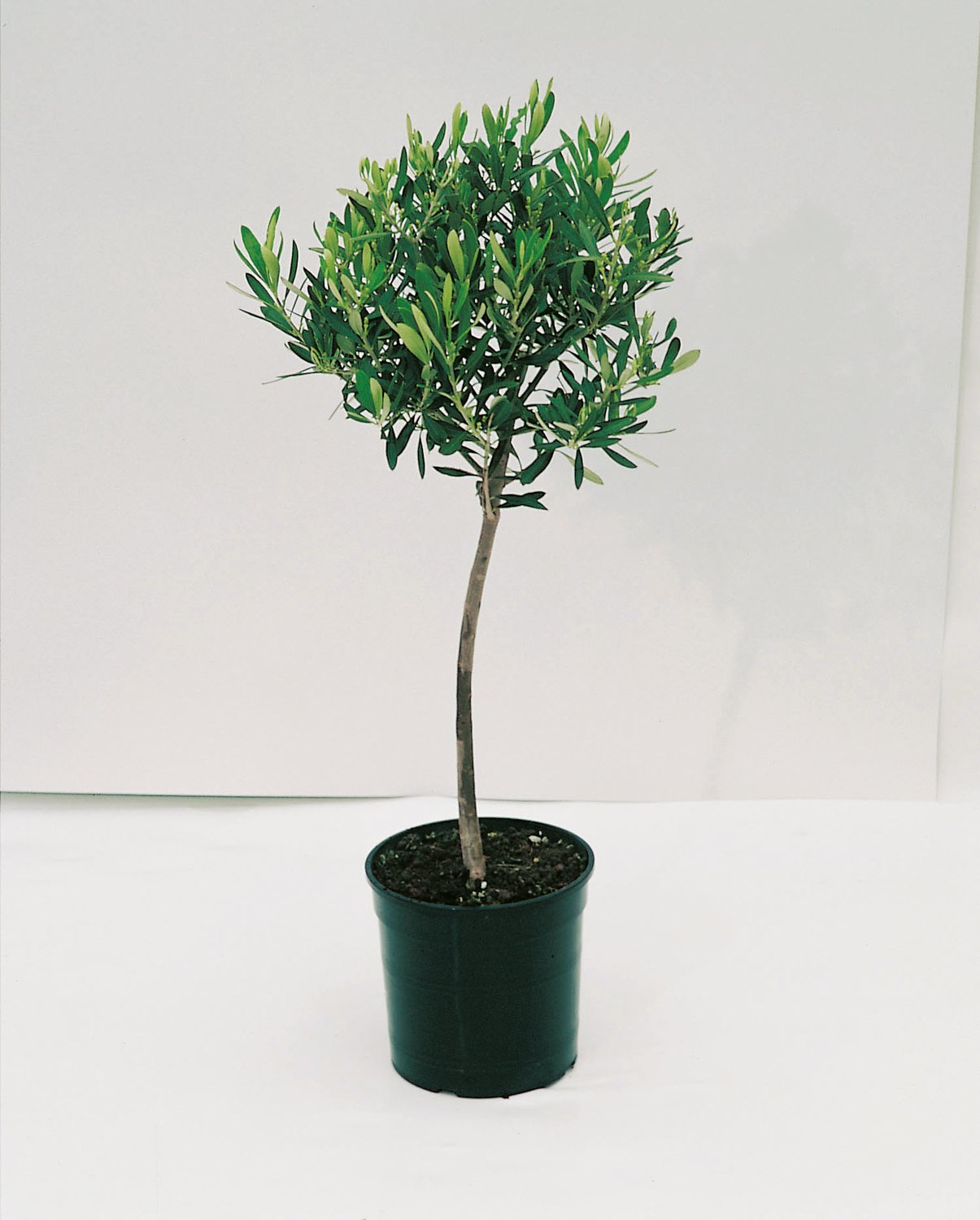 Olea europaea, stam, 95/105 cm
