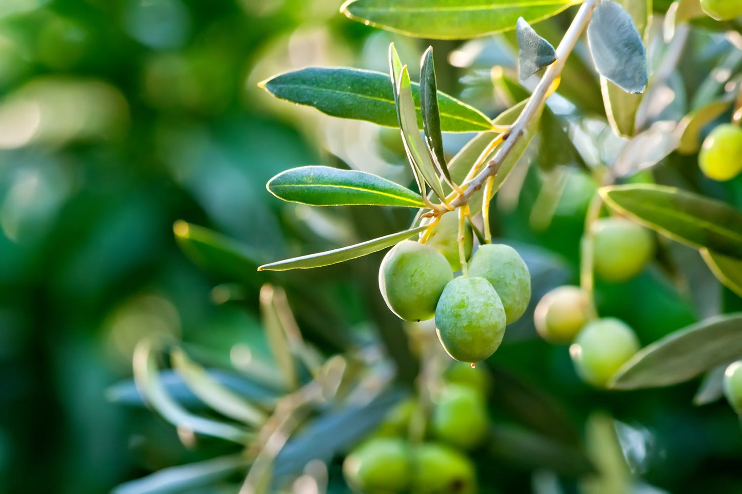 Olea europaea, stam, 150 cm