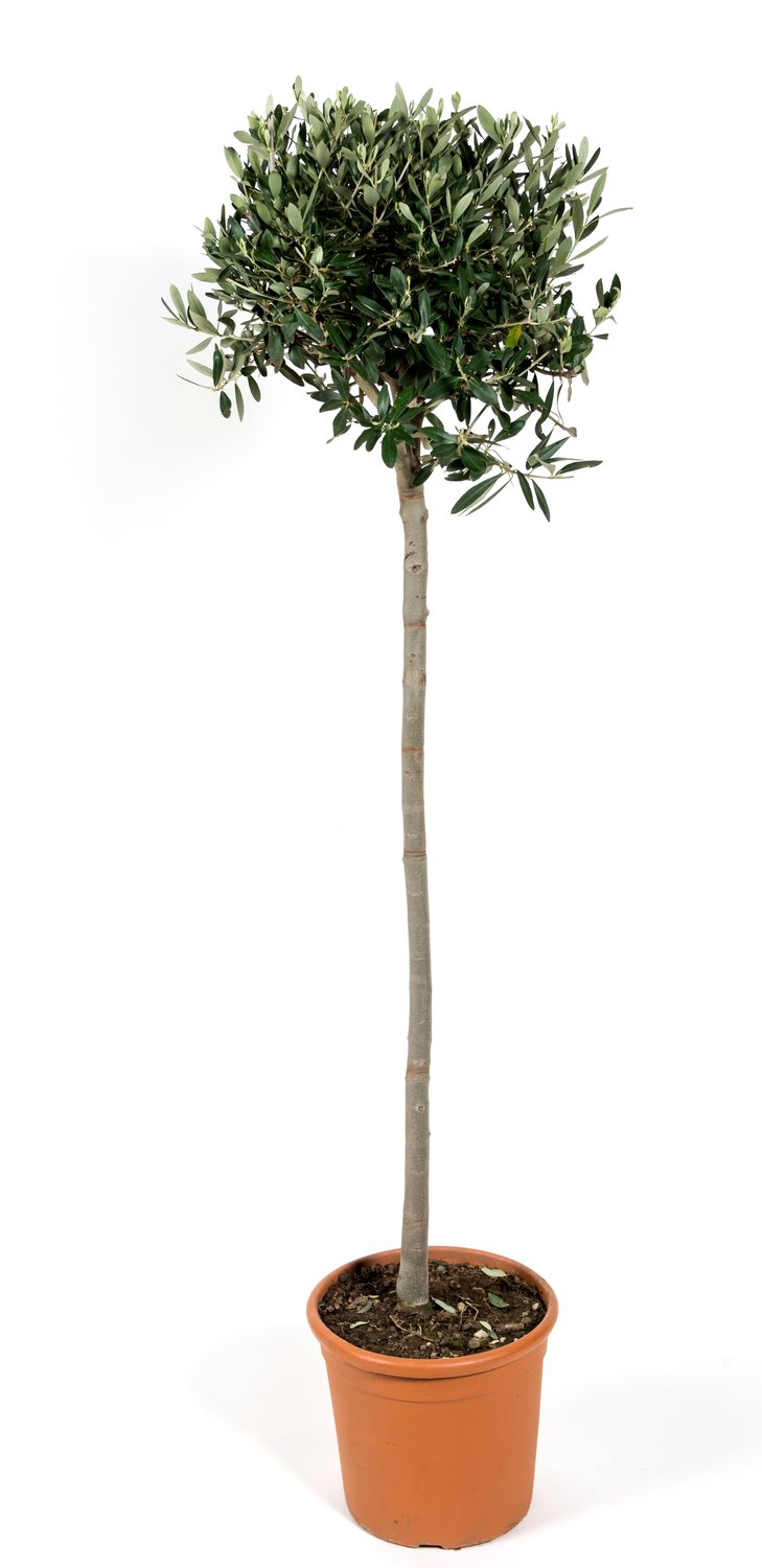 Olea europaea, stam, 150 cm