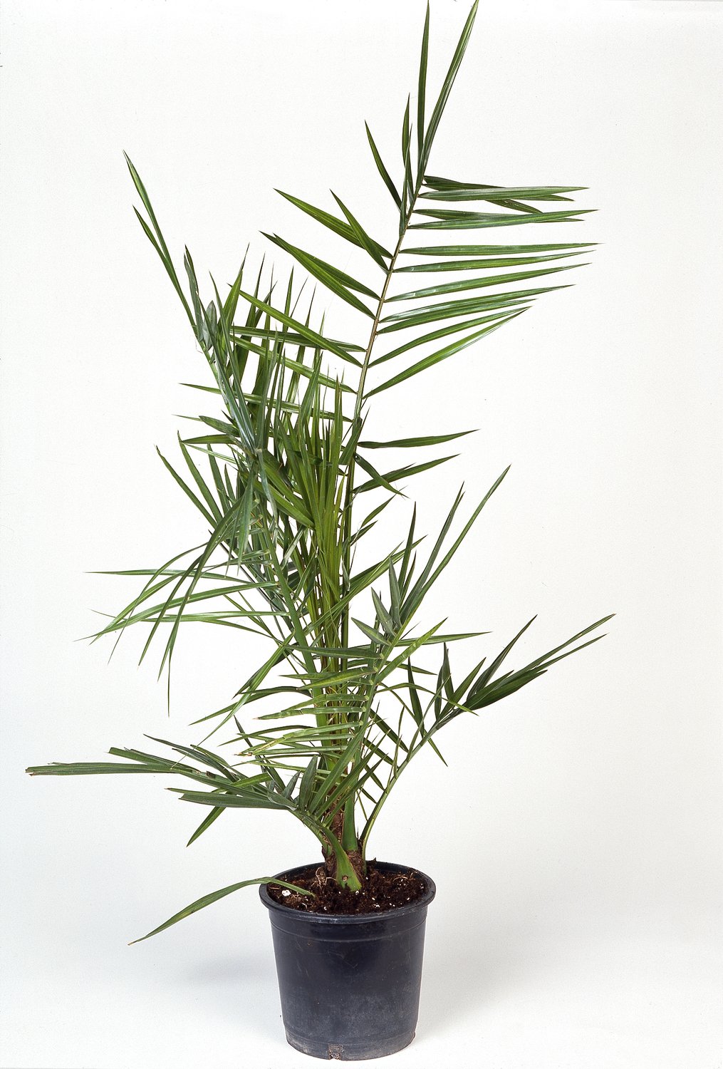 Phoenix canariensis, 70/80 cm
