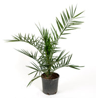 Phoenix canariensis, 70/80 cm