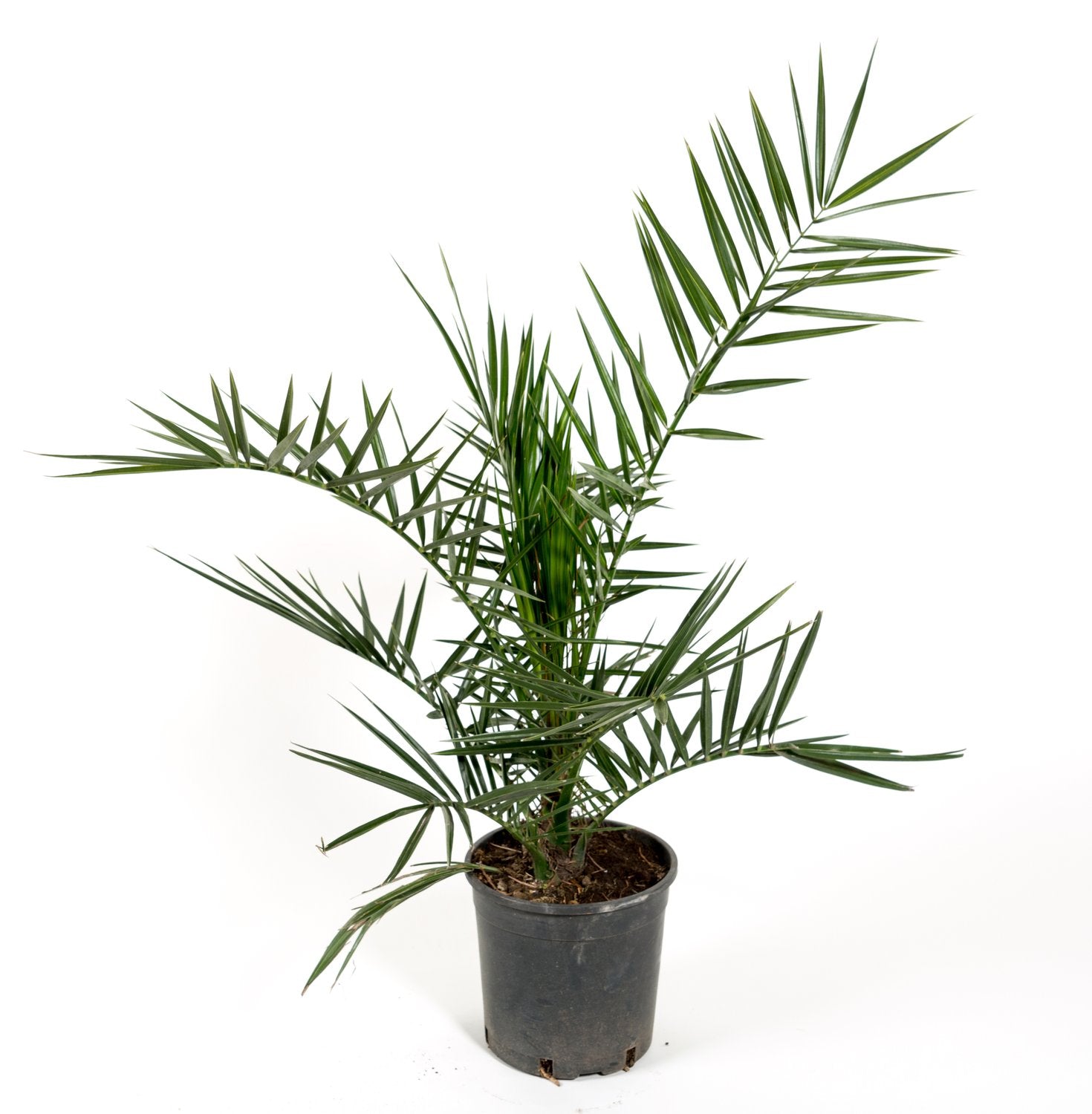 Phoenix canariensis, 70/80 cm