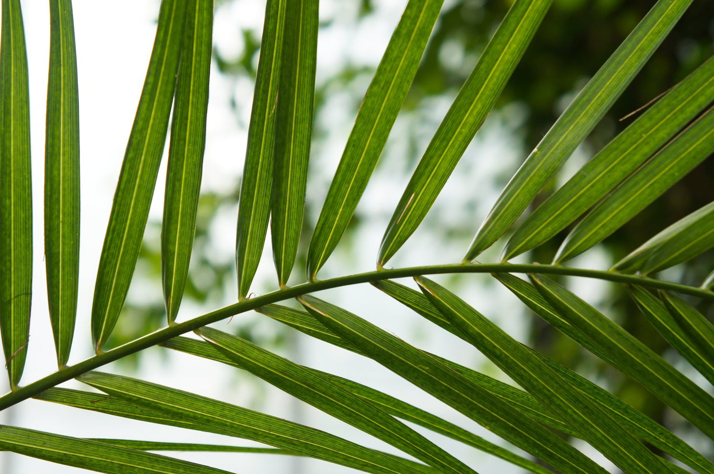 Phoenix canariensis, 70/80 cm
