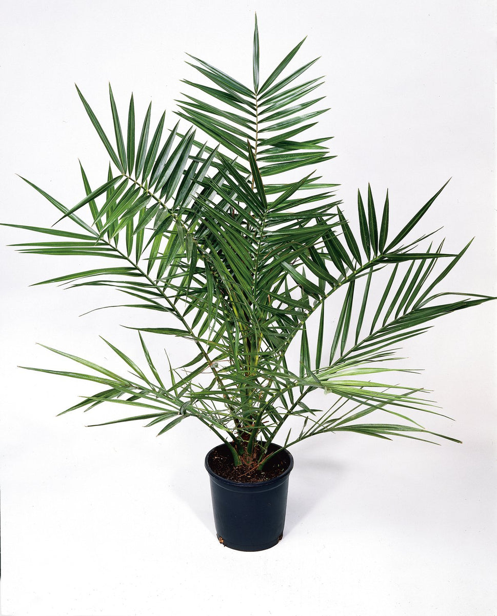 Phoenix canariensis , 150/160 cm