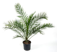 Phoenix canariensis , 150/160 cm