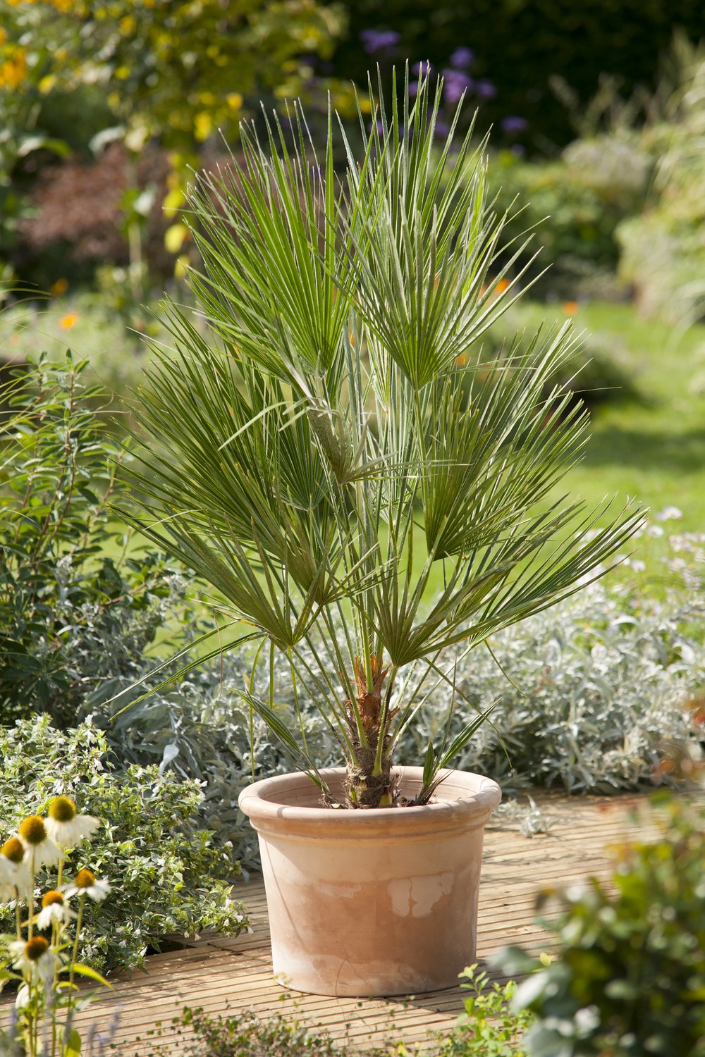 Chamaerops humilis, 50/60 cm