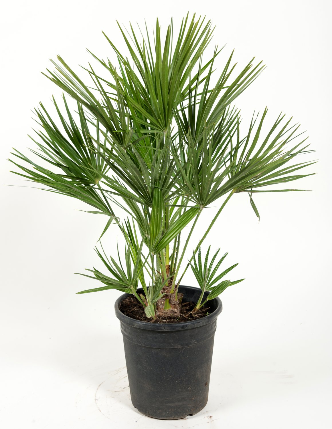 Chamaerops humilis, 50/60 cm