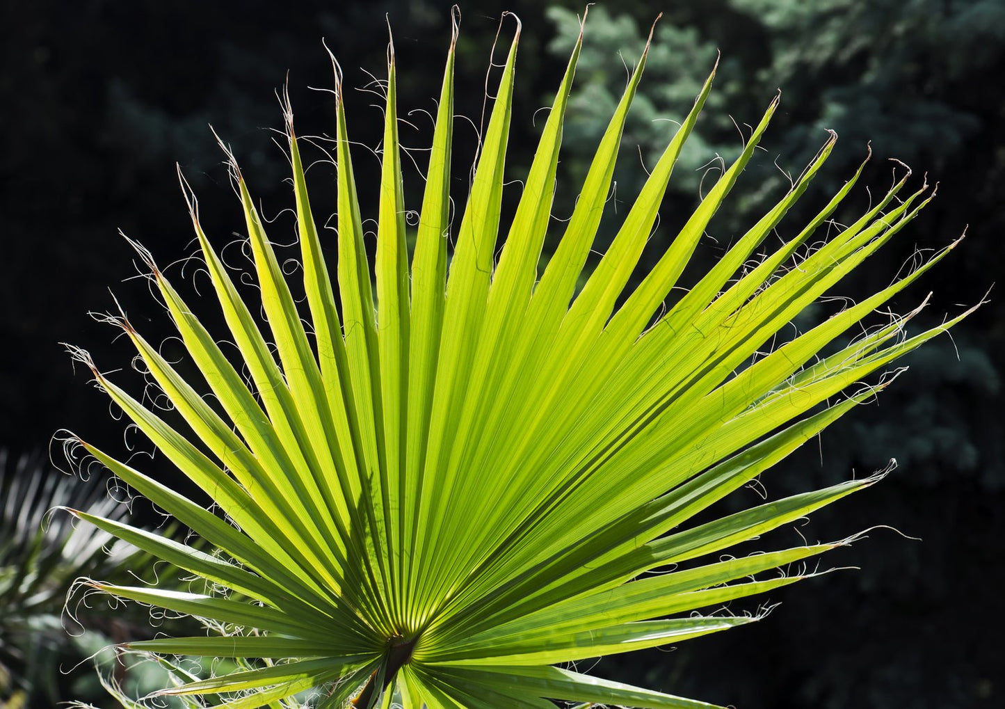 Chamaerops humilis, 50/60 cm
