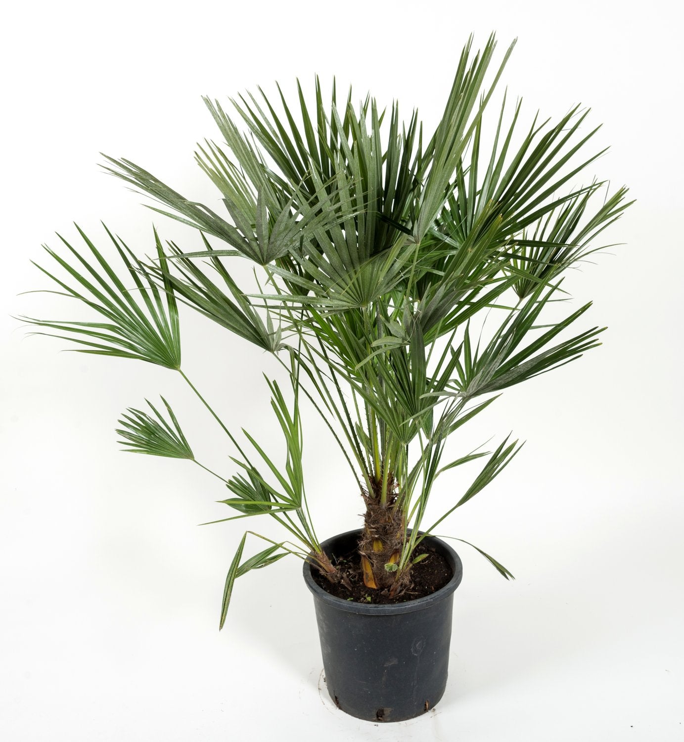 Chamaerops humilis, 100/110 cm